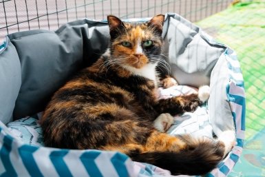 Для котов и собак введут документы Евгений Кулешов, ИА PrimaMedia.ru