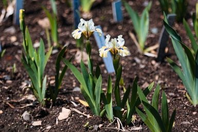 Май Илья Аверьянов, ИА PrimaMedia