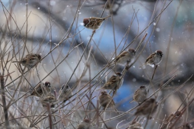 В России пройдет перепись воробьев Антон Балашов, ИА PrimaMedia