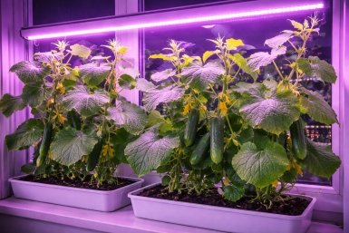 Как вырастить огурцы дома на подоконнике Сгенерировано chat.qwen.ai