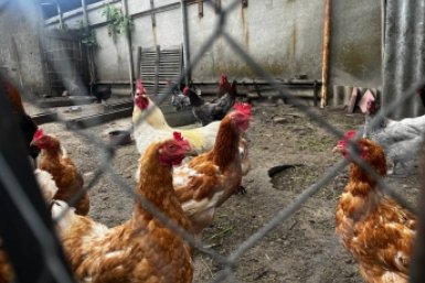 Птица ИА Stavropol.Media