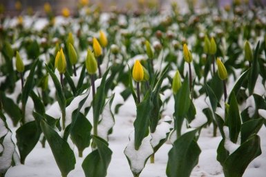 Юрист объяснила, за какие весенние цветы наказывают по всей строгости Артём Хорошилов  , ИА Stavropol.Media