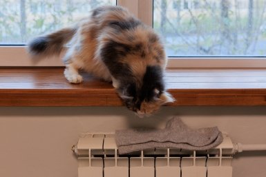 Новость дня