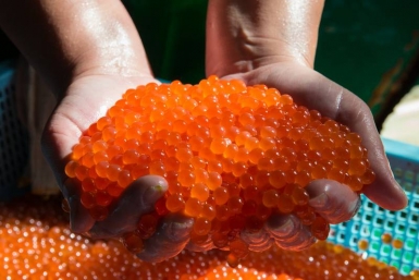 С Камчатки стали в пять раз меньше вывозить красной икры пресс-служба правительства Сахалинской области