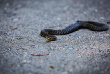Змея укусила туриста во время шоу &quotзаклинателя змей&quot в Египте ИА PrimaMedia