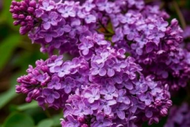 Нельзя срывать ветки сирени в городских парках Нейросети