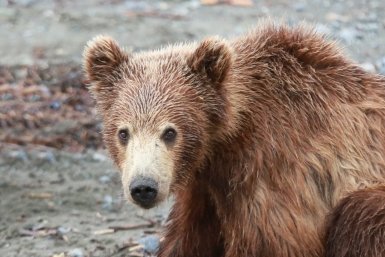 Не стоит кидать в зверя камни или палки это может спровоцировать агрессию Игорь Чёрный, ИА MagadanMedia.ru