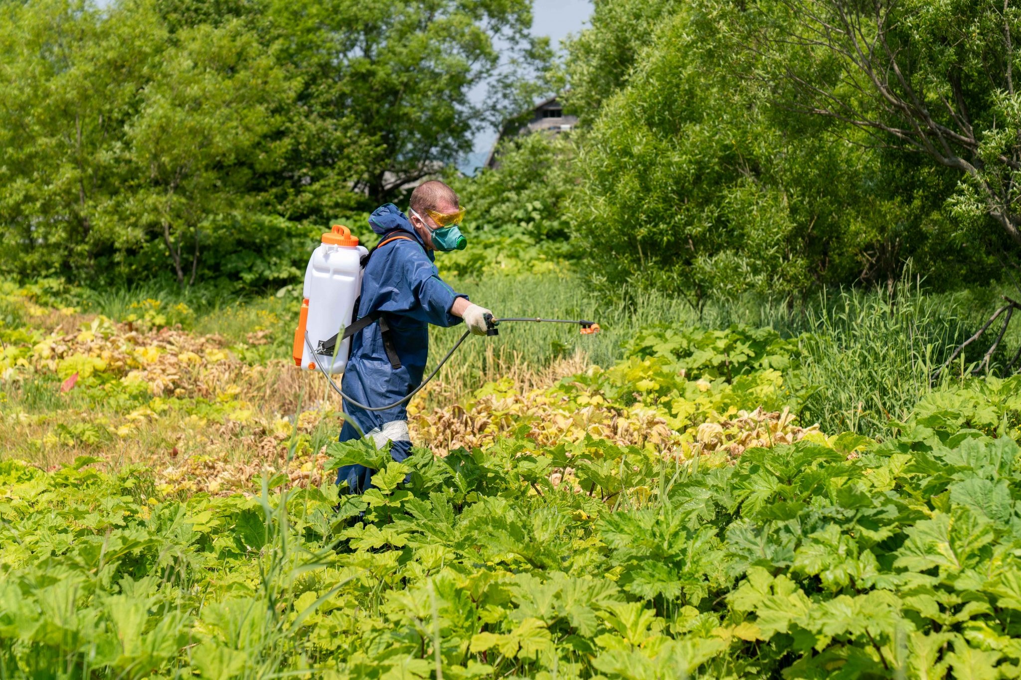Уничтожать борщевик лучше в костюме химзащиты пресс-служба администрации Южно-Сахалинска