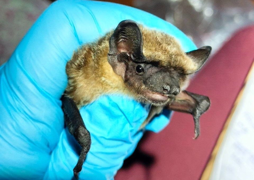 Вирус Нипах переносят некоторые виды летучих мышей и летучих лис Ульяна Горобейко