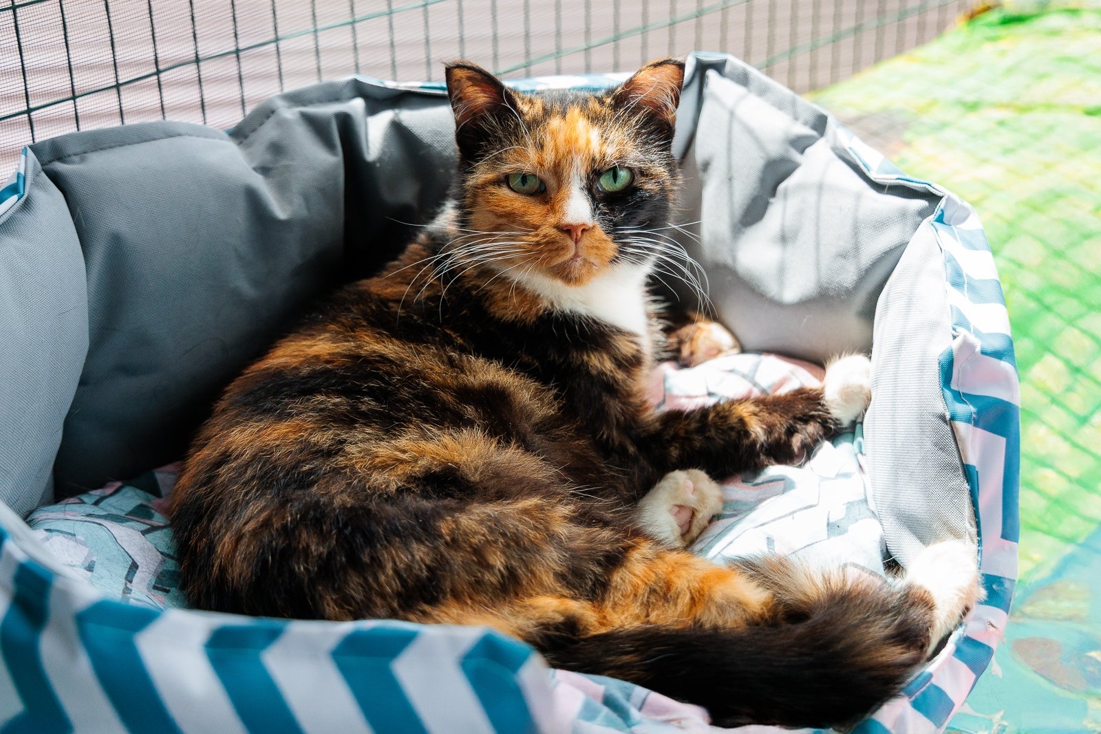 Для котов и собак введут документы Евгений Кулешов, ИА PrimaMedia.ru