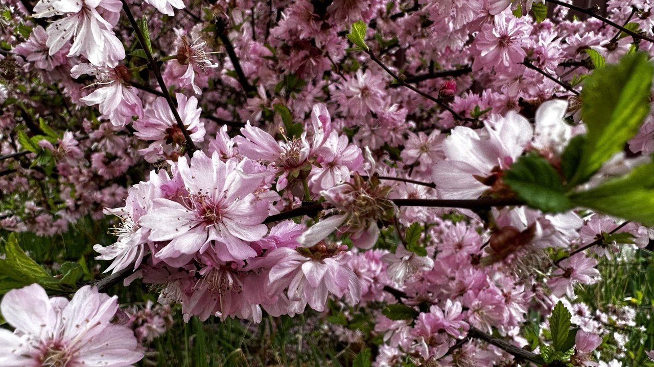 Цветы, природа, погода Анастасия  Москалева, ИА ChitaMedia.su