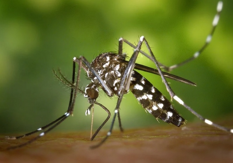 Комары заразили российскую туристку чикугуньей pixabay.com