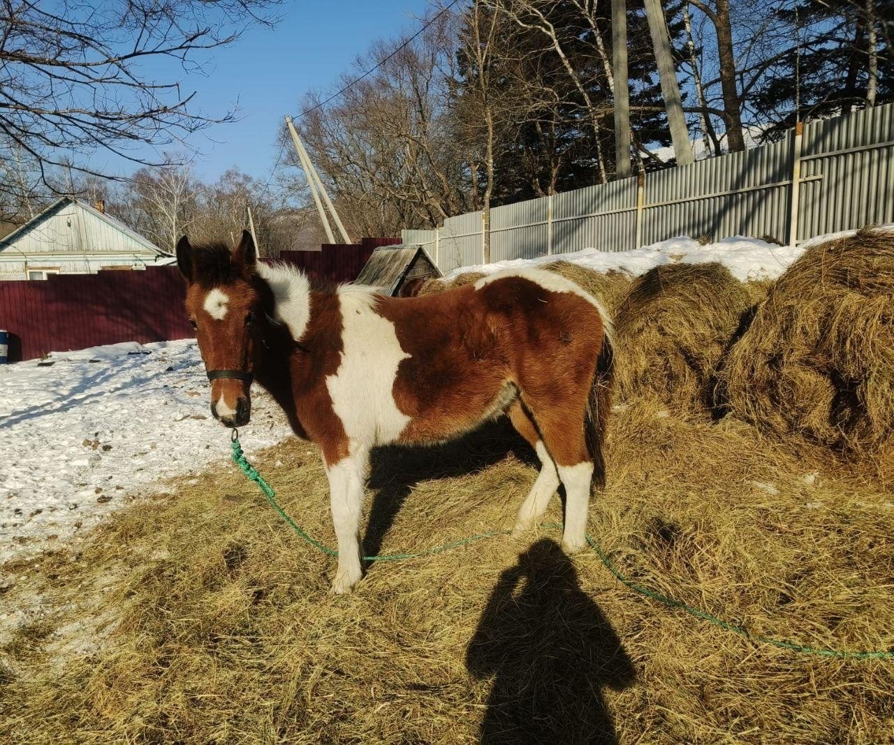 Пони обживается у новой хозяйки Центр &quotАмурский тигр&quot