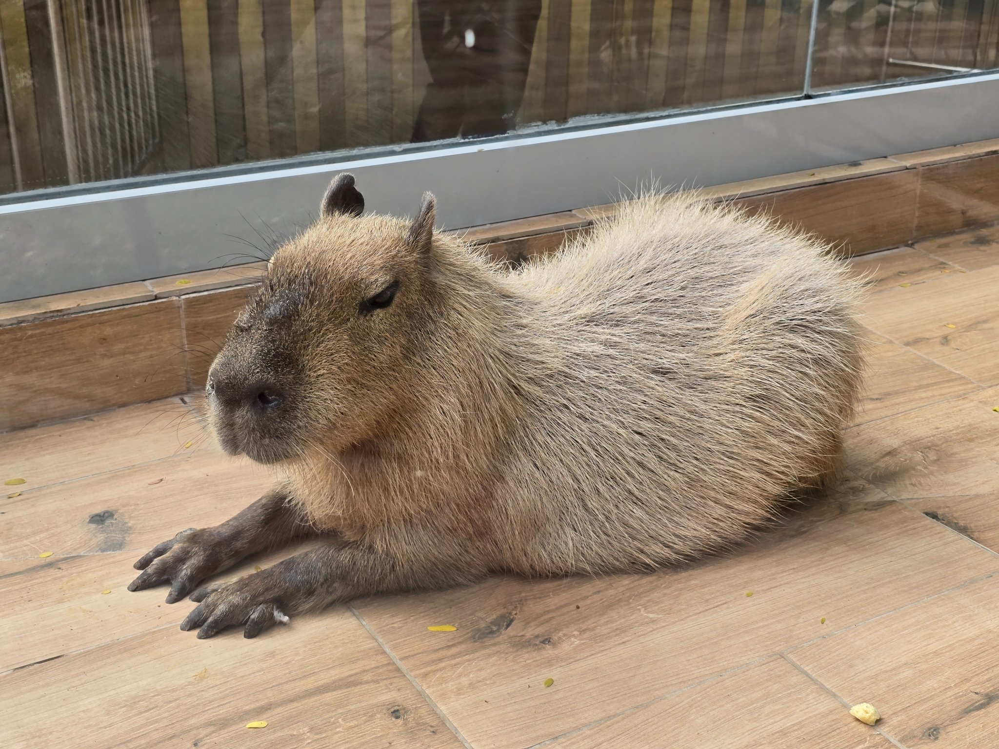 Невозмутимая капибара Алексей Парамонов, ИА SevastopolMedia