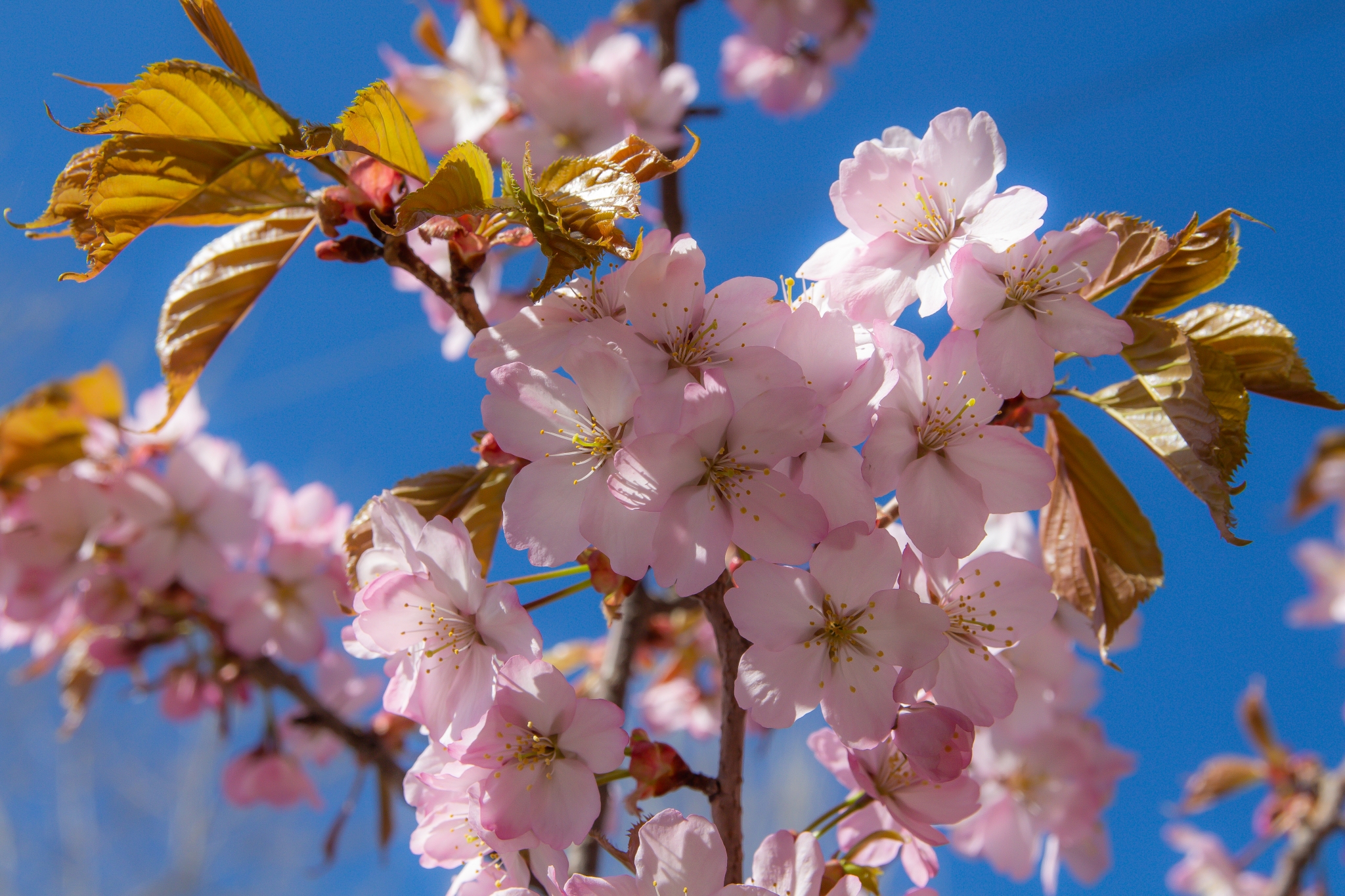 Где в России можно посмотреть на цветущую сакуру Владислав Беляцкий, ИА SakhalinMedia
