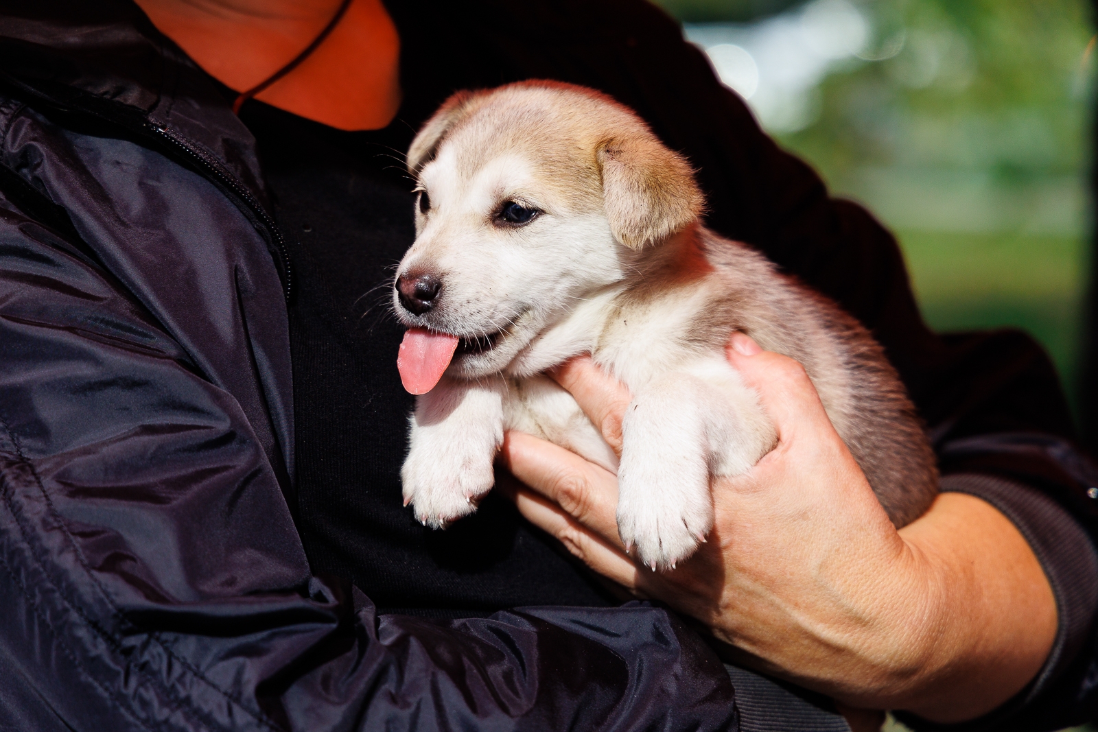 Щенок Евгений Кулешов, ИА PrimaMedia