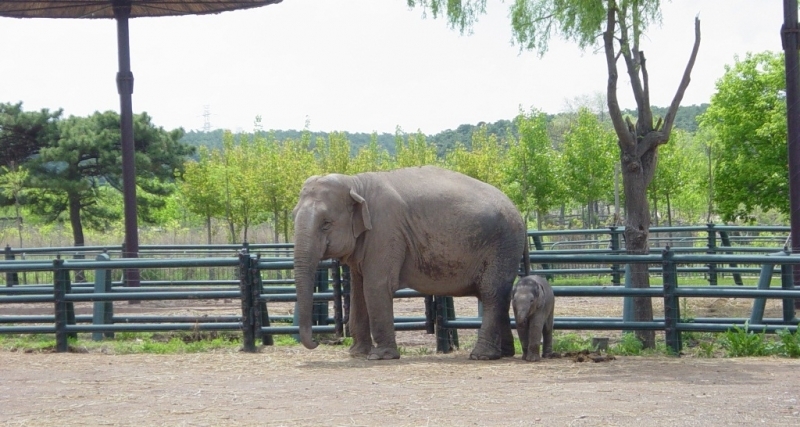 Слон Александра Ляшенко, РИА PrimaMedia