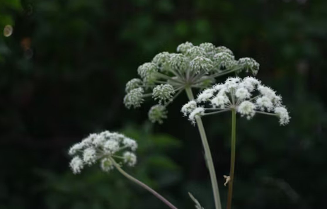 Борщевик объявят &quotиноагентом&quot unsplash.com