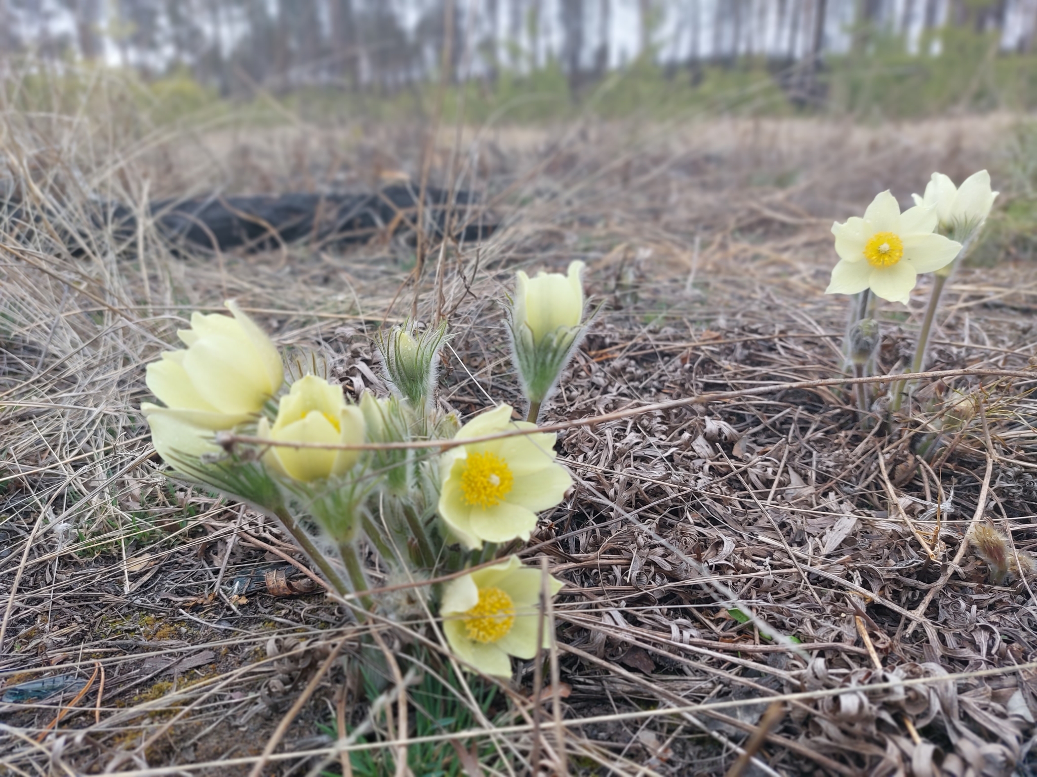 Подснежники ИА YakutiaMedia