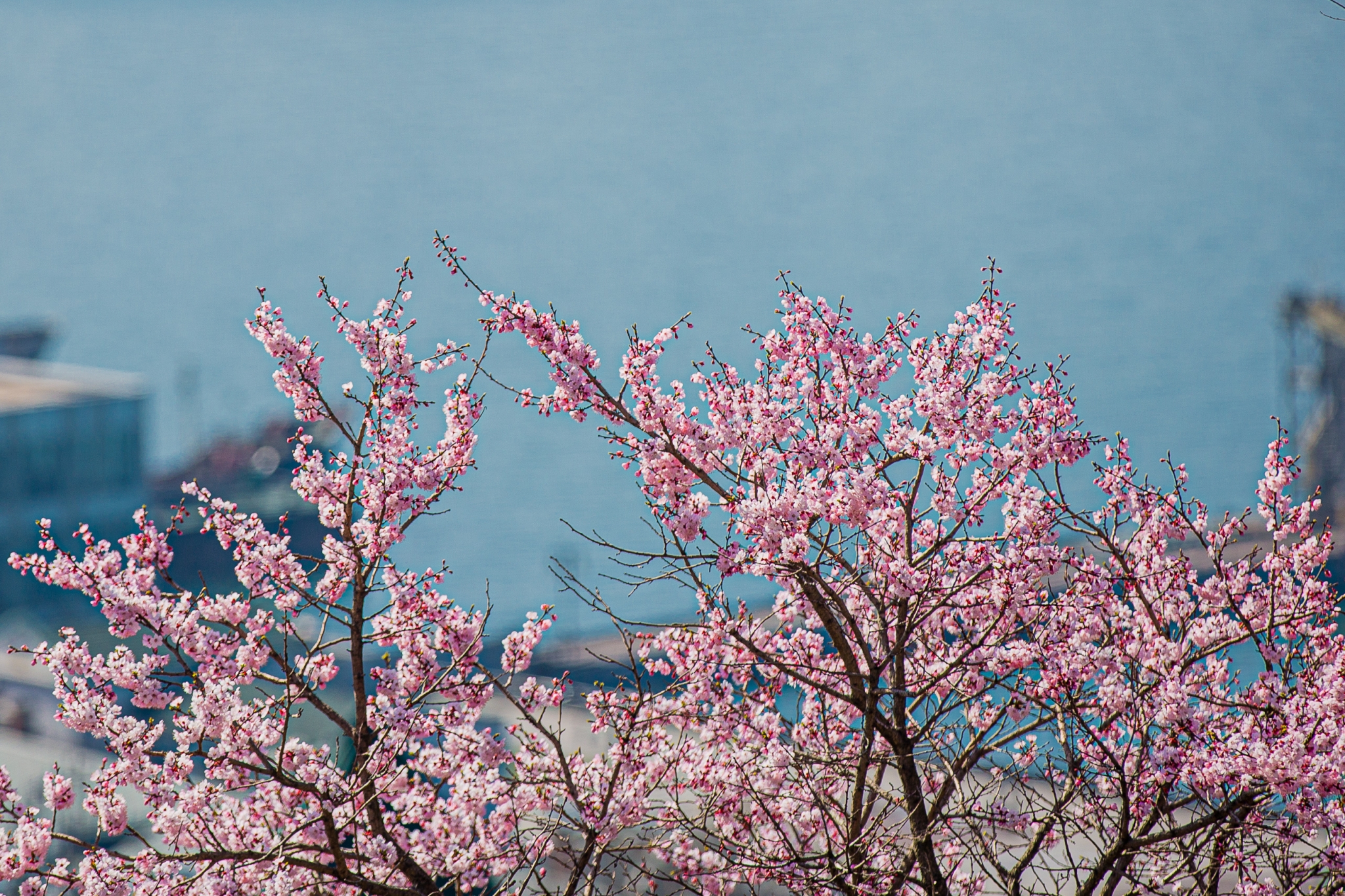 Чихать придется долго: названы города с самым длинным сезоном цветения Мария Смитюк, ИА PrimaMedia