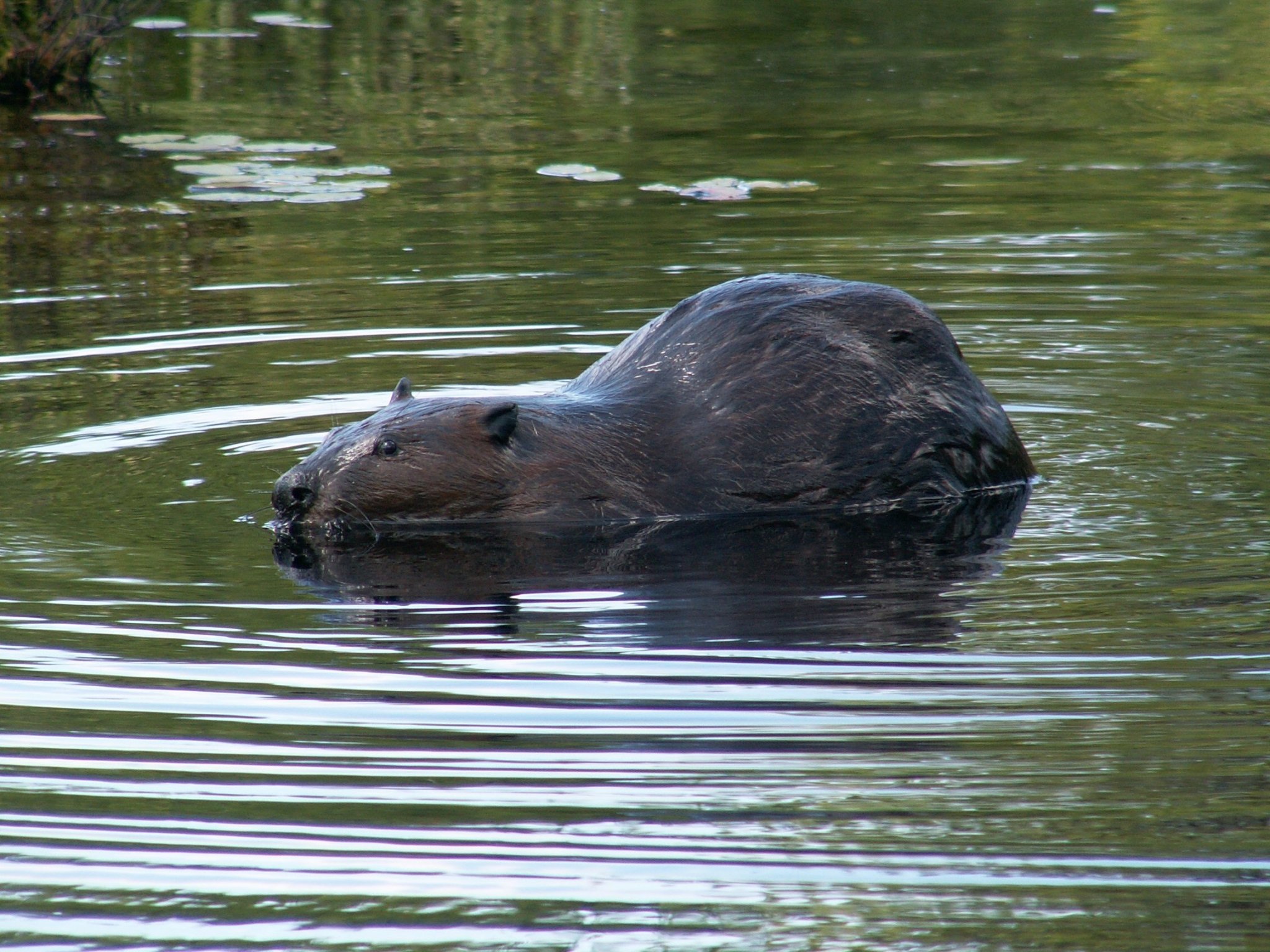 Бобр wikipedia.org