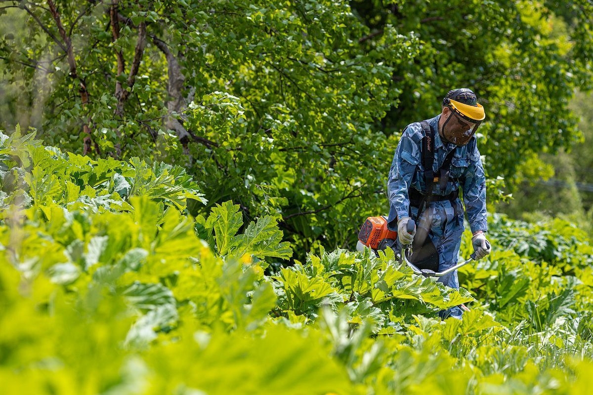 За борщевик Сосновского и другие инвазивные растения дачников накажут крупными штрафами пресс-служба администрации Южно-Сахалинска