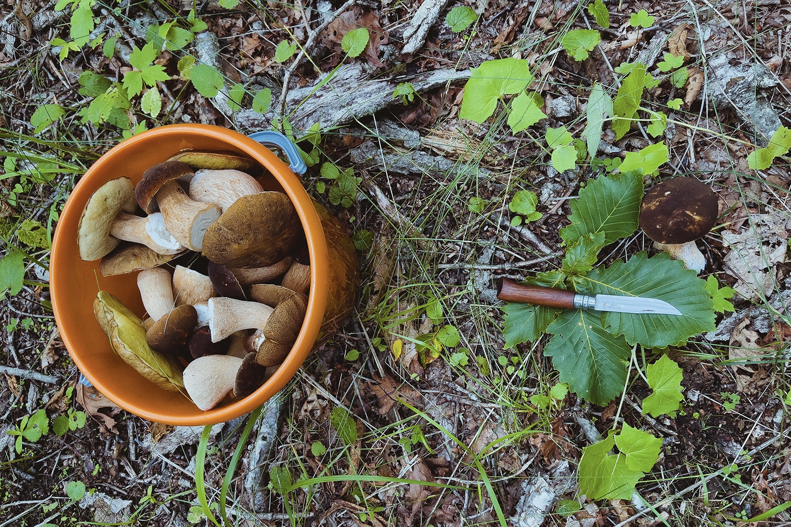 Грибы на участке Мария Смитюк, ИА PrimaMedia