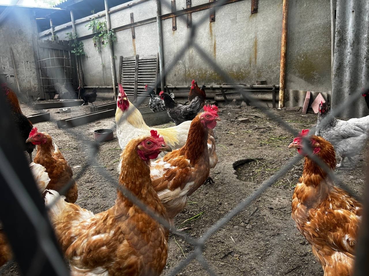 Птица ИА Stavropol.Media