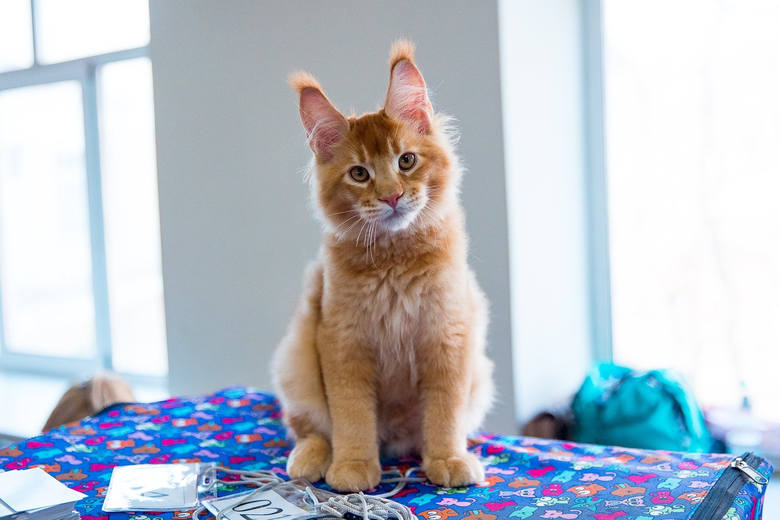 Ветеринар объяснил, как защитить питомцев от клещей Илья Аверьянов, ИА PrimaMedia.ru