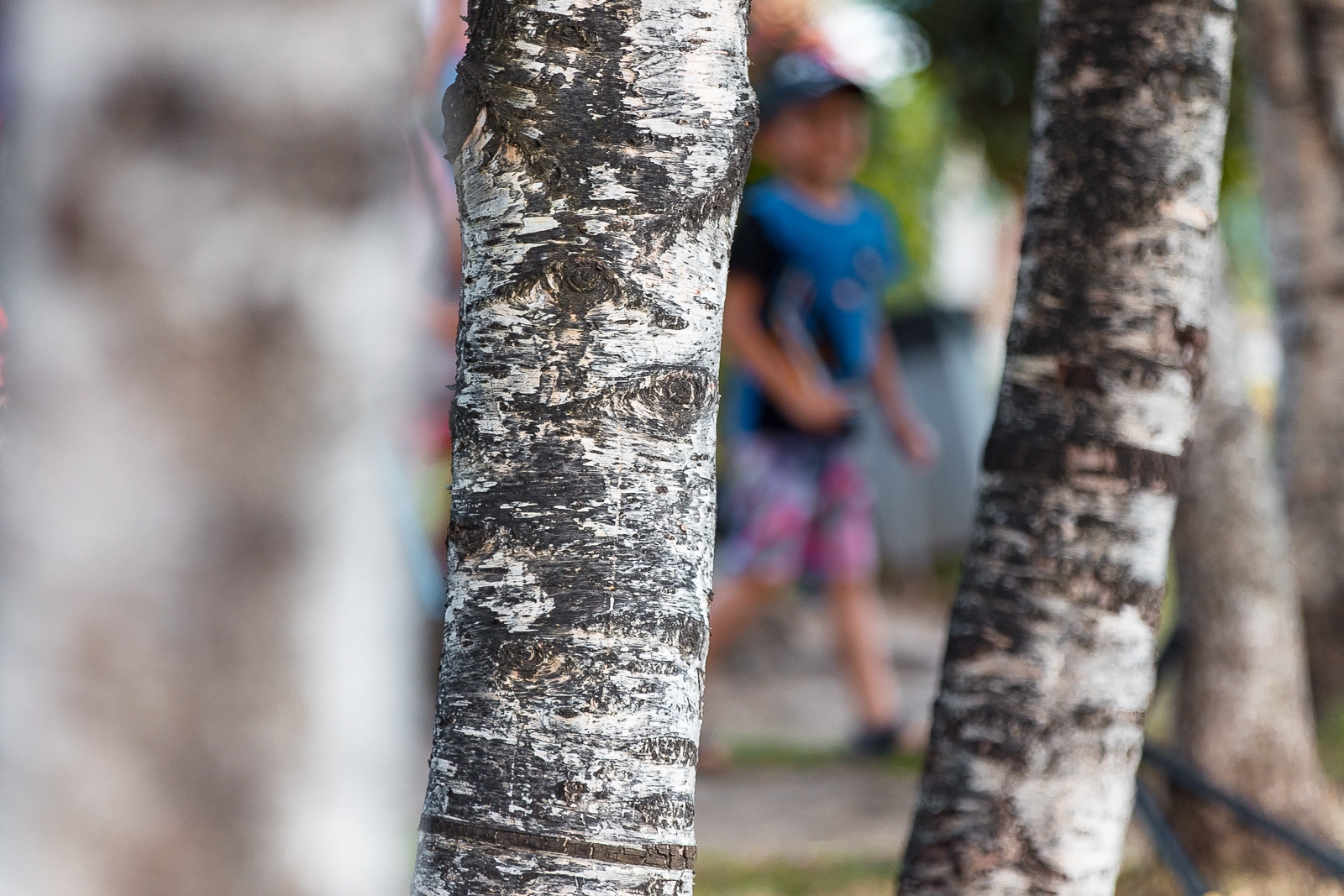 Береза Илья Аверьянов, ИА PrimaMedia