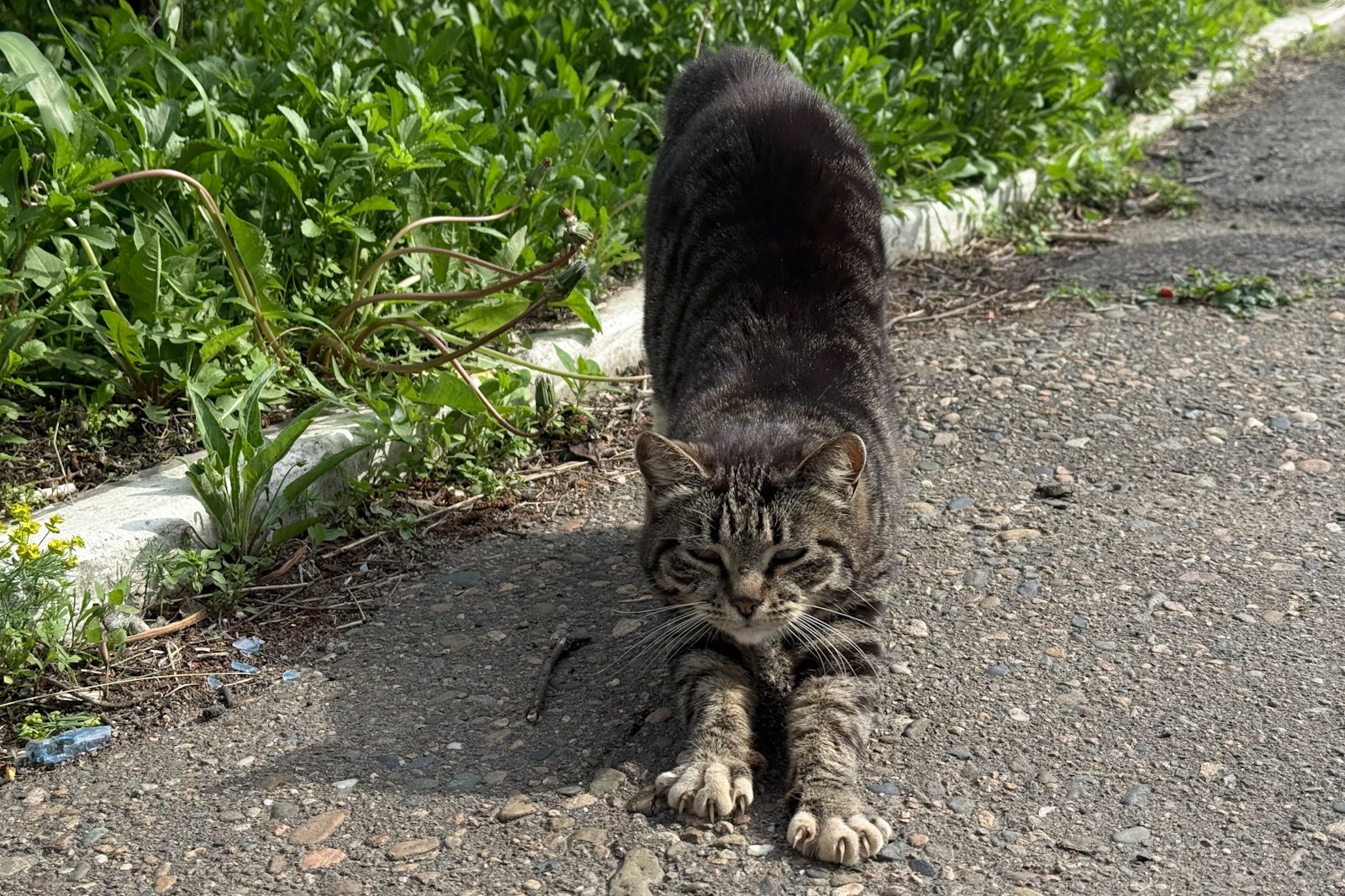 Ветврач рассказал, чем на самом деле опасна уличная зелень для домашних питомцев Кудрявцева М. П., ИА UssurMedia.ru