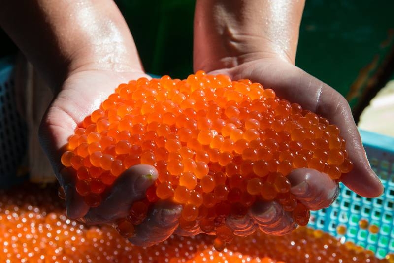 С Камчатки стали в пять раз меньше вывозить красной икры пресс-служба правительства Сахалинской области