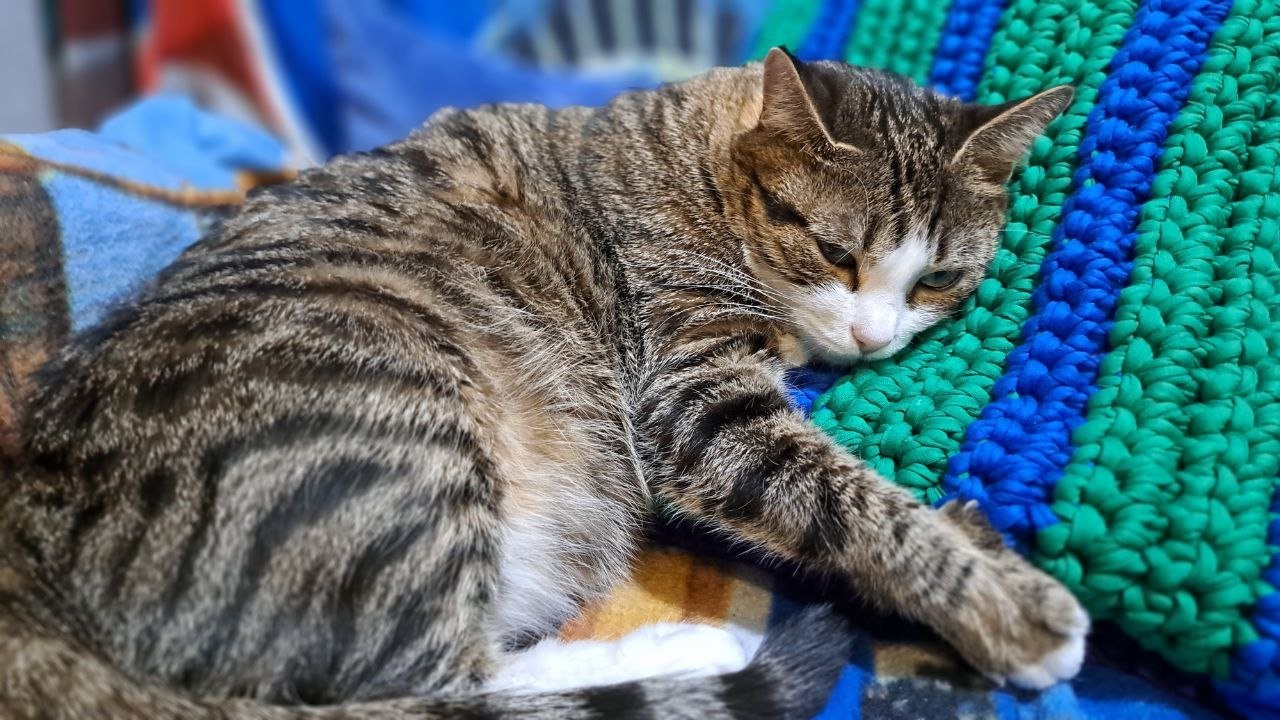 Депутаты хотят приучить людей к настоящей ответственности за тех, кого приручили Ольга Костенко, ИА UssurMedia